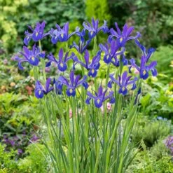 Discovery Dutch Iris Bulbs - Vibrant Blue and Lilac Spring Garden Flowers