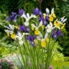 Premium Dutch Iris Bulbs - Hollandica Mixed Color Collection