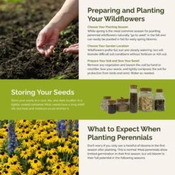 Dynamic Duo - Echinacea & Black Eyed Susan Mix -Eden Brothers Shop dynamic duo SMCAT131 st5