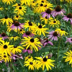 Dynamic Duo - Echinacea & Black Eyed Susan Mix