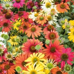 Cheyenne Spirit Mix Echinacea Roots - Multi-Color Perennial Wildflowers