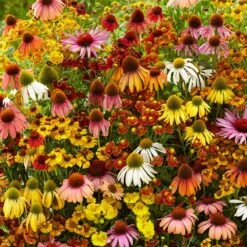 Butterfly Attractor Perennial Flower Mix - Echinacea and Helenium - 10 Bulbs
