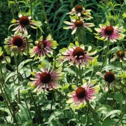 Green Twister Echinacea Roots: Unique Bicolor Perennial Coneflower -Eden Brothers Shop echinancea roots green twister noa 4
