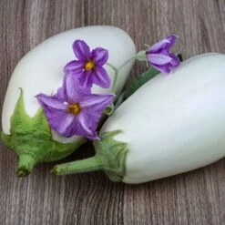 Casper Eggplant Seeds - French Heirloom White Vegetable