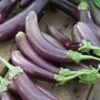 Finger Fruit Purple Eggplant Seeds - Fast-Growing Heirloom Vegetable