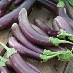 Finger Fruit Purple Eggplant Seeds - Fast-Growing Heirloom Vegetable