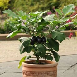 Patio Baby Eggplant Seeds: Compact High-Yielding Mini Eggplant for Containers