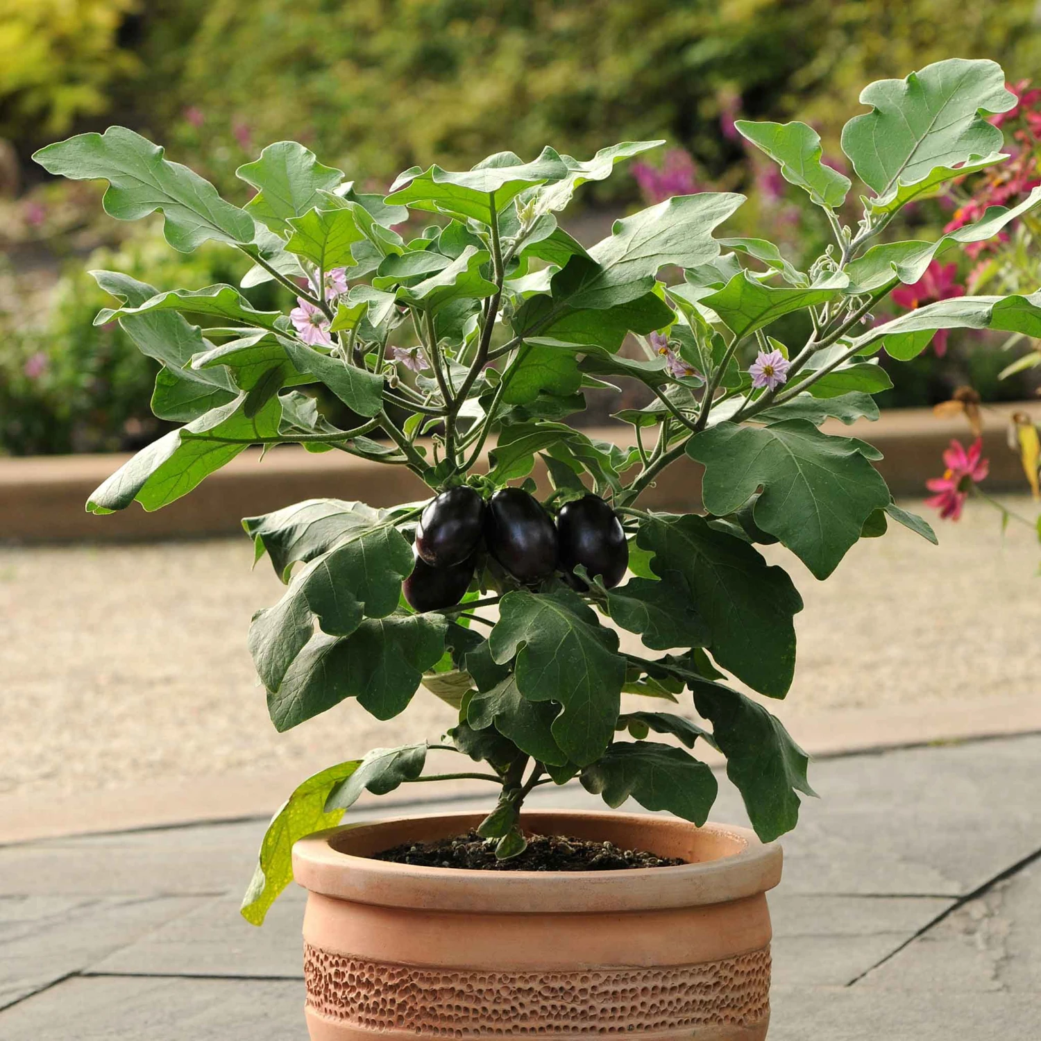 Patio Baby Eggplant Seeds: Compact High-Yielding Mini Eggplant for Containers 1 Patio Baby Eggplant Seeds: Compact High-Yielding Mini Eggplant for Containers