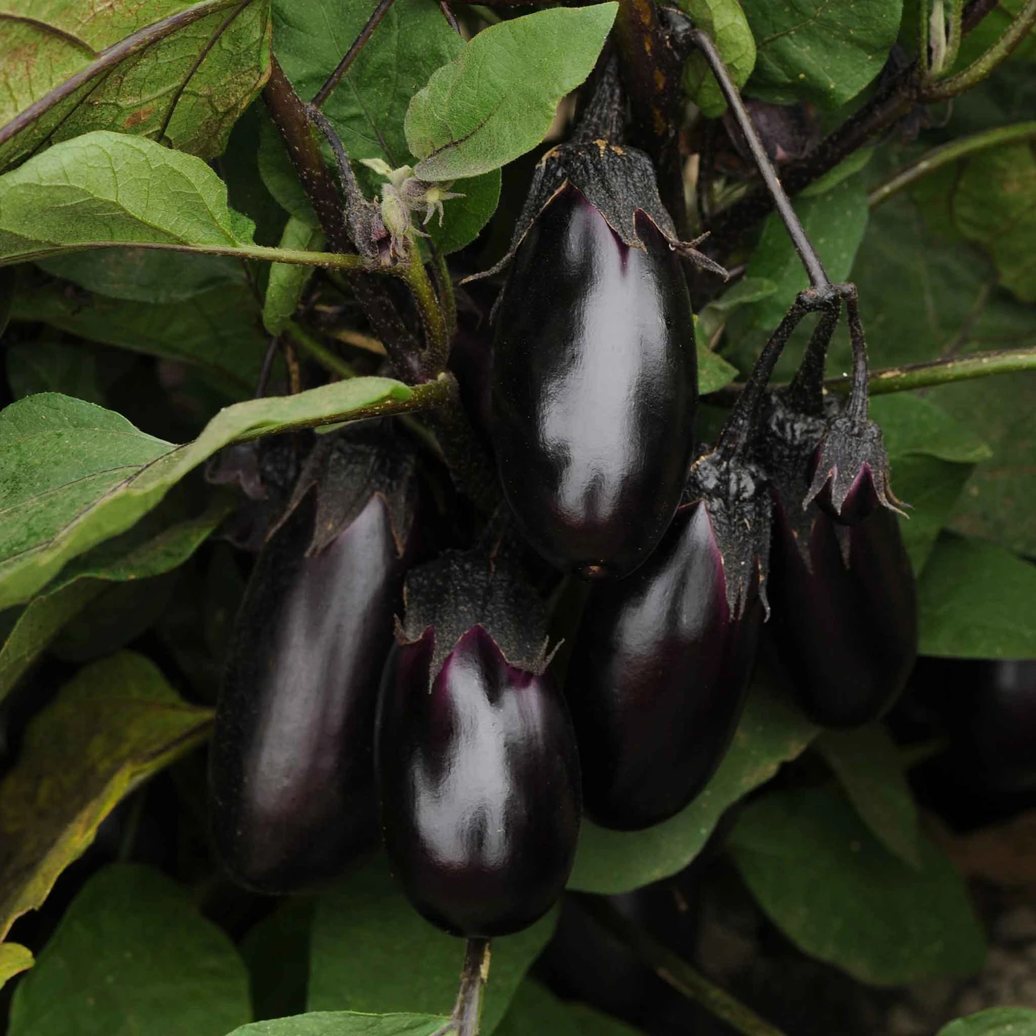 Patio Baby Eggplant Seeds: Compact High-Yielding Mini Eggplant for Containers 2 Patio Baby Eggplant Seeds: Compact High-Yielding Mini Eggplant for Containers - Image 2