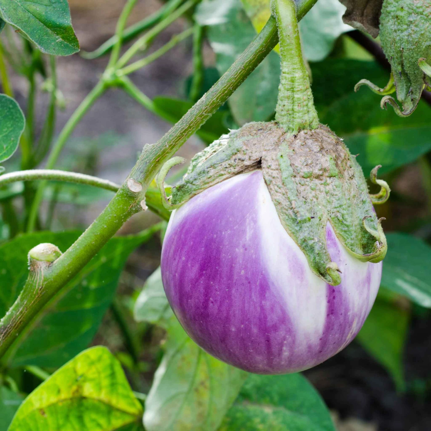 Rosa Bianca Heirloom Eggplant Seeds - Non-GMO Vegetable Seeds for Gardening 2 Rosa Bianca Heirloom Eggplant Seeds - Non-GMO Vegetable Seeds for Gardening - Image 2