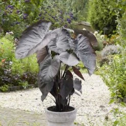 Elephant Ear Bulbs - Jumbo Diamond Head