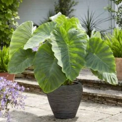Elephant Ear Bulbs - Jumbo