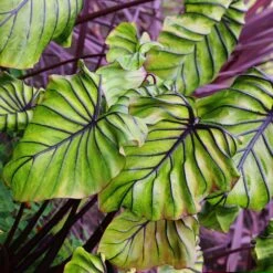 Pharaoh's Mask Elephant Ear Bulbs - Unique Purple Veined Tropical Plant