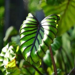 Pharaoh's Mask Elephant Ear Bulbs - Unique Purple Veined Tropical Plant -Eden Brothers Shop elephant ears pharaohs mask shk 3