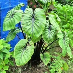 Pharaoh's Mask Elephant Ear Bulbs - Unique Purple Veined Tropical Plant -Eden Brothers Shop elephant ears pharaohs mask shk 4