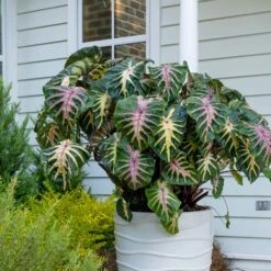 Royal Hawaiian® Waikiki Elephant Ear Bulbs (Colocasia)