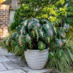 Royal Hawaiian® Waikiki Elephant Ear Bulbs (Colocasia) -Eden Brothers Shop elephant ears royal hawaiian waikiki edn 3