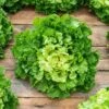 Broadleaf Batavian Endive (Escarole) Seeds for Home Gardening