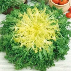 Frisee Curly Endive Seeds - Gourmet Salad Variety for Home Growing
