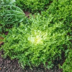 Green Curled Ruffec Endive Seeds - Premium Heirloom Salad Greens
