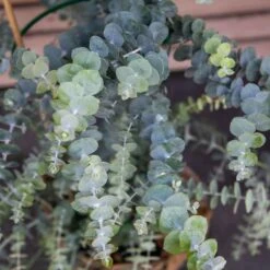 Baby Blue Eucalyptus Seeds - Premium Aromatic Silvery Foliage -Eden Brothers Shop eucalyptus baby blue bouquet bal 3