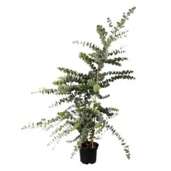 Baby Blue Eucalyptus Seeds - Premium Aromatic Silvery Foliage -Eden Brothers Shop eucalyptus baby blue bouquet bal 4