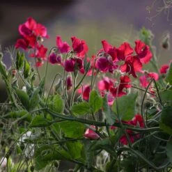Everlasting Pea Seeds - Red
