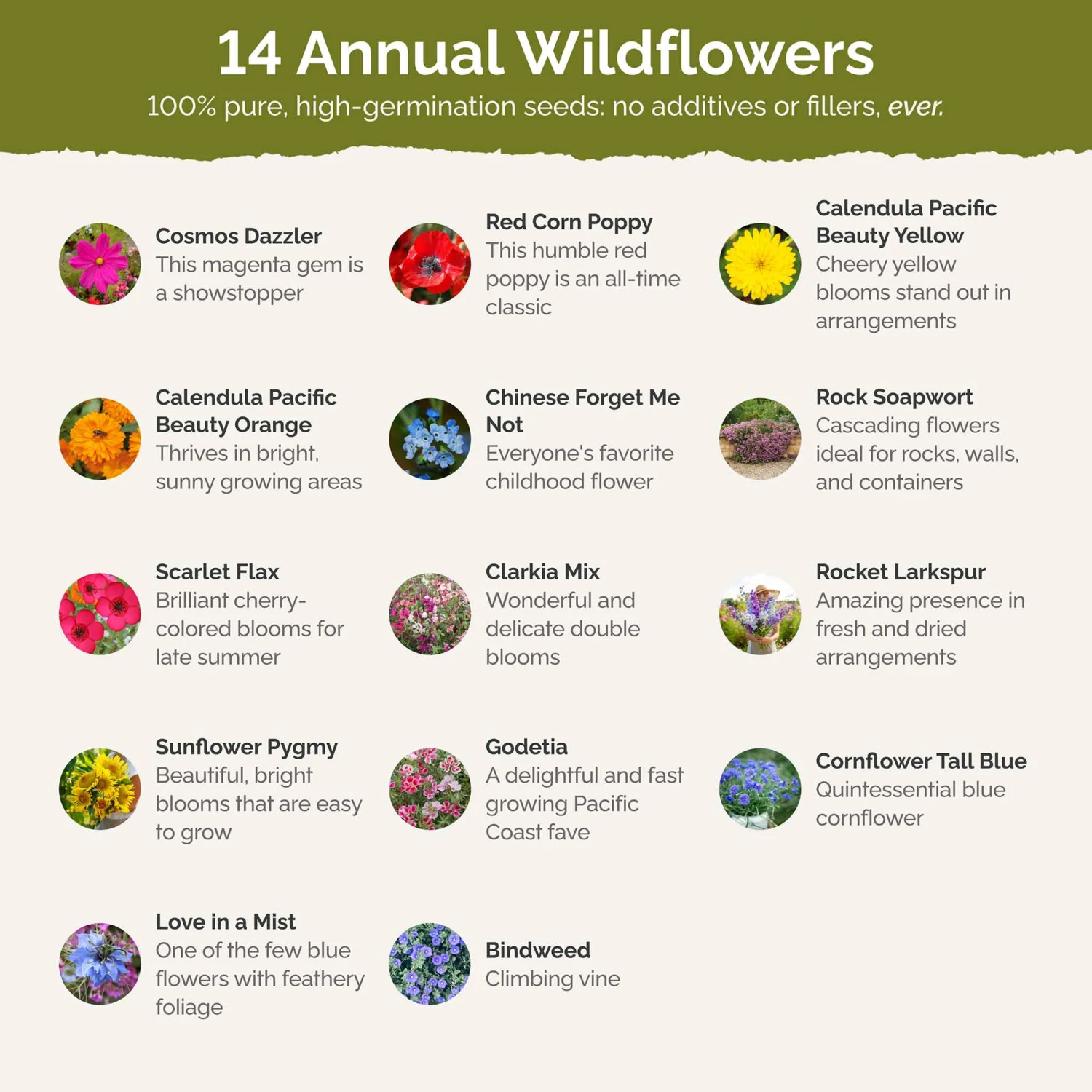 Fairytale Flower Seed Mix 4 Fairytale Flower Seed Mix - Image 4