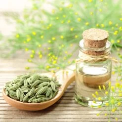 Premium Fennel Seeds for Aromatic Culinary Herb Gardens