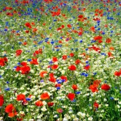 Patriotic Red, White & Blue Wildflower Seed Mix - Field of Dreams Blend