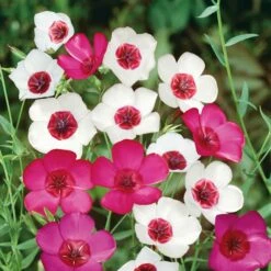 Flax Seeds - Mixed Colors