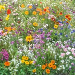 Premium Multi-Color Annual Wildflower Seed Mix for Pollinator Gardens