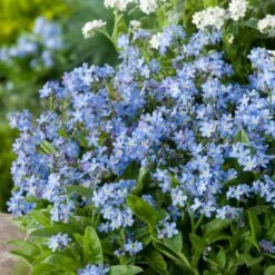 Forget Me Not Seeds - Blue