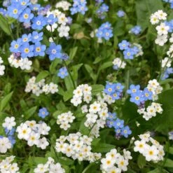 Forget Me Not Seeds - Blue -Eden Brothers Shop forget me not blue shk 3
