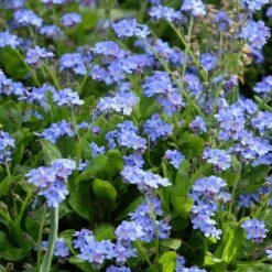 Forget Me Not Seeds - Blue -Eden Brothers Shop forget me not blue shk 4