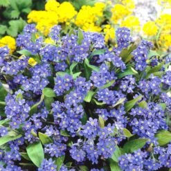 Forget Me Not Seeds (Dwarf) - Ultramarine