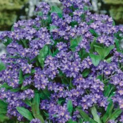 Forget Me Not Seeds - Indigo Blue