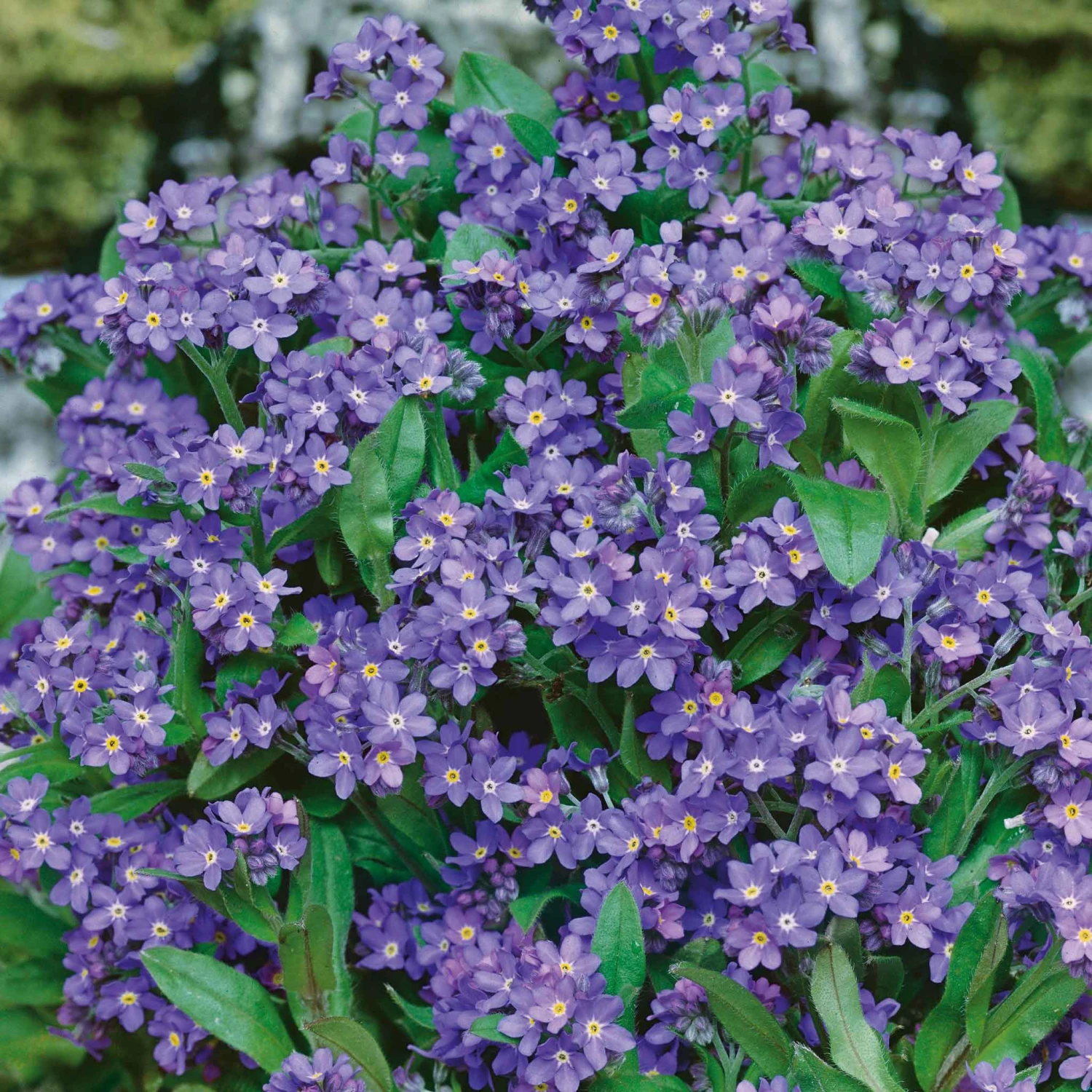Forget Me Not Seeds - Indigo Blue 1 Forget Me Not Seeds - Indigo Blue