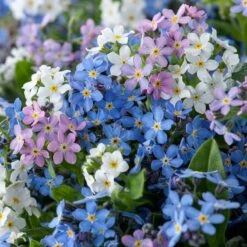 Forget Me Not Seeds - Mixed Colors