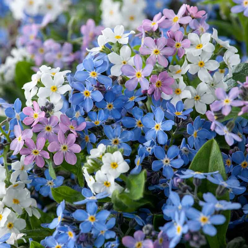 Forget Me Not Seeds - Mixed Colors 1 Forget Me Not Seeds - Mixed Colors