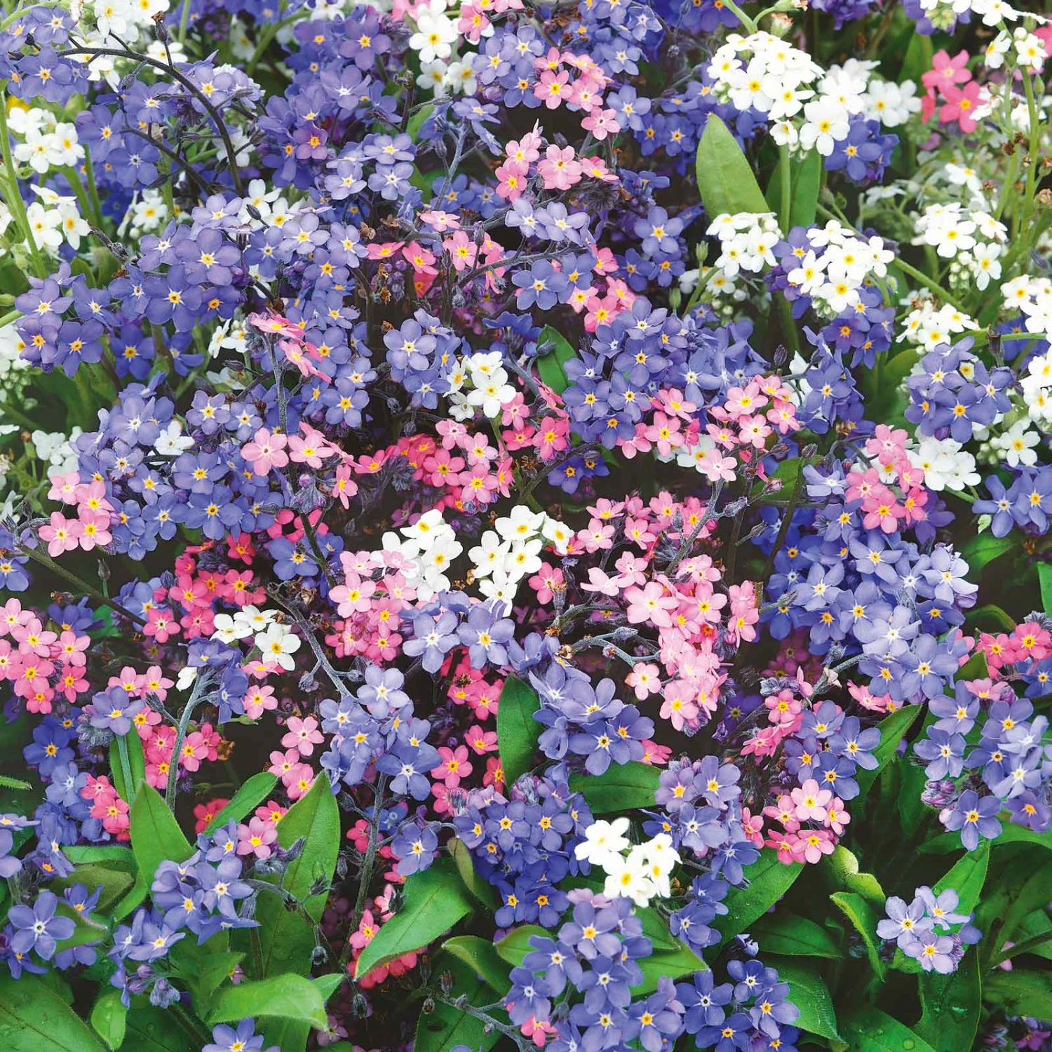 Forget Me Not Seeds - Mixed Colors 2 Forget Me Not Seeds - Mixed Colors - Image 2