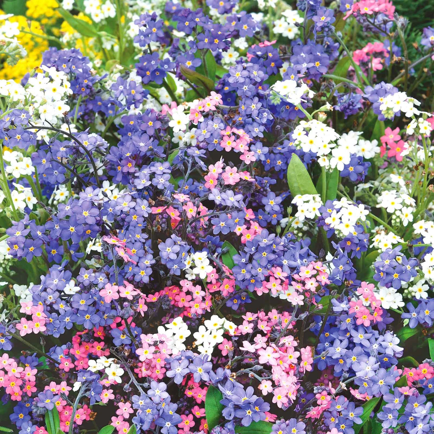 Forget Me Not Seeds - Mixed Colors 3 Forget Me Not Seeds - Mixed Colors - Image 3