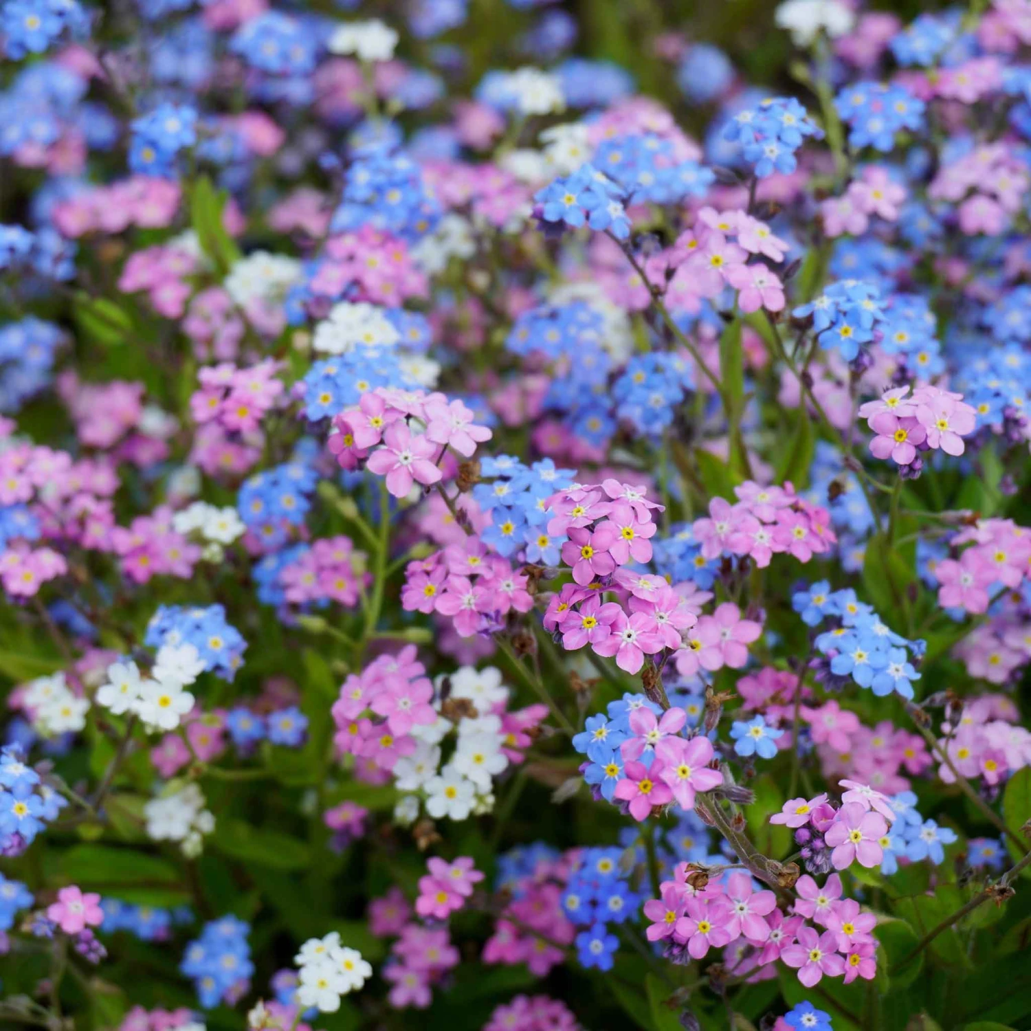 Forget Me Not Seeds - Mixed Colors 4 Forget Me Not Seeds - Mixed Colors - Image 4