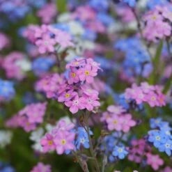 Forget Me Not Seeds - Mixed Colors 9 Forget Me Not Seeds - Mixed Colors -Eden Brothers Shop forget me not mixed shk 4