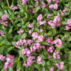 Forget Me Not Seeds - Rose -Eden Brothers Shop forget me not rose shk 3