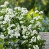 Forget Me Not Seeds - White