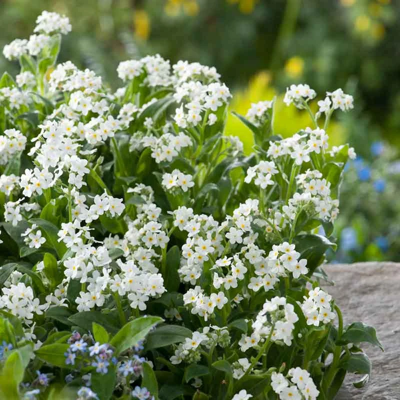 Forget Me Not Seeds - White 1 Forget Me Not Seeds - White