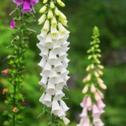 Foxglove Seeds - Alba -Eden Brothers Shop foxglove alba shk 3