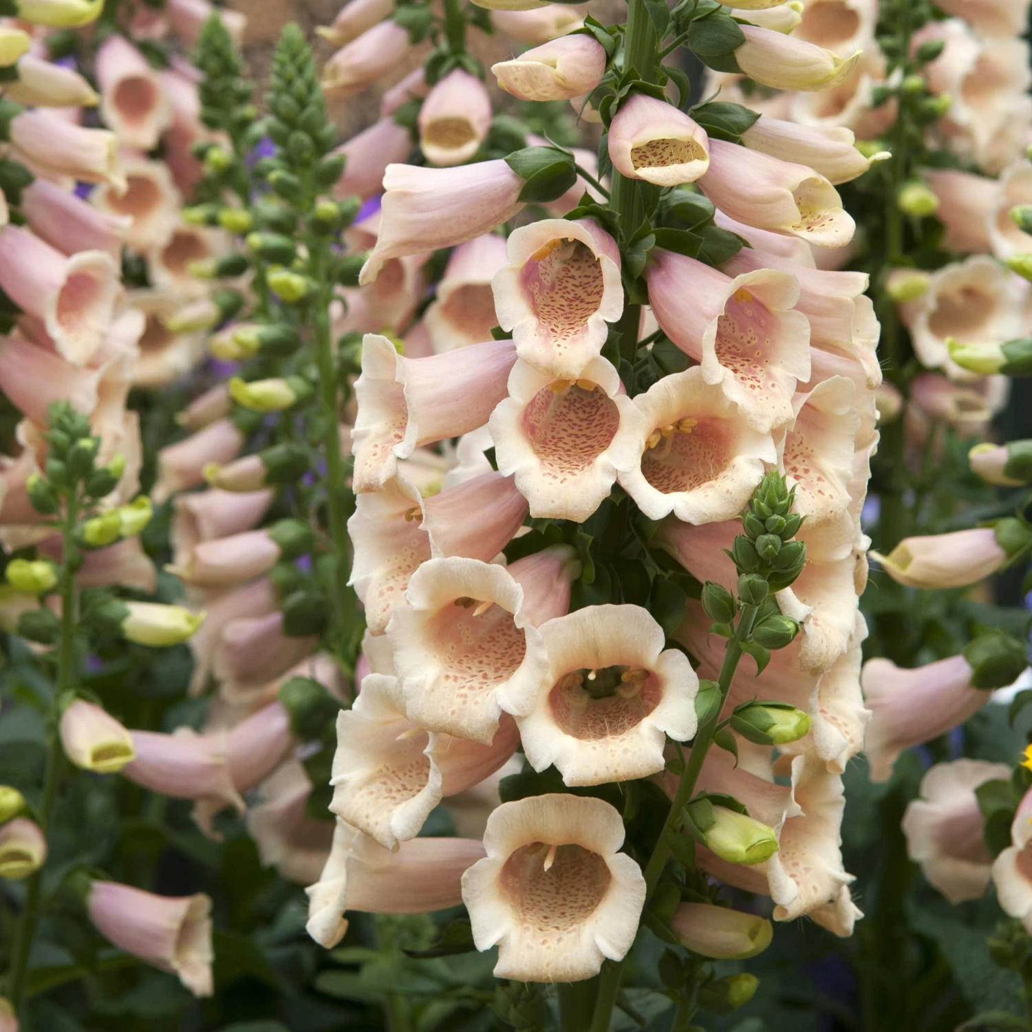 Foxglove Seeds - Apricot Beauty 2 Foxglove Seeds - Apricot Beauty - Image 2