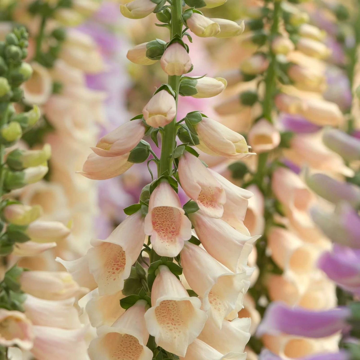 Foxglove Seeds - Apricot Beauty 3 Foxglove Seeds - Apricot Beauty - Image 3